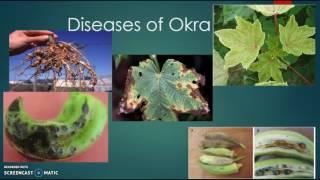 Pests and Diseases of Okra