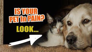 ¿IS your PET in PAIN?  Common Signs of Pain in Pets