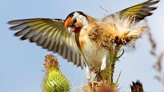 Goldfinch beautifull birds in autumn