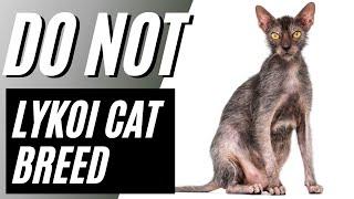 7 Reasons You Should NOT Get a Lykoi Cat