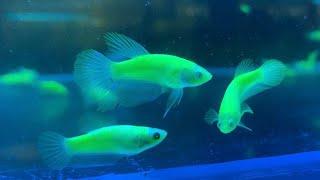 Зоокомплекс Зоомикс. Аквариумные рыбки петушок глофиш. Glofish Betta splendens бойцовые рыбки