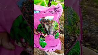 Iffco fungicides// Boron fertilizer//20% #agriculture #lokeshagrohub #vlog #viral #viralvideo #asmr