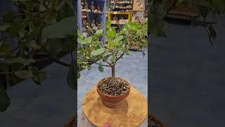 Ficus Burkei bonsai update