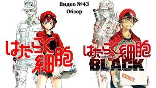 Видеообзор: Hataraku Saibou 2 & Black (Два в одном)