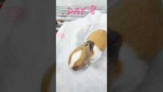 Baby rabbit growing Up [ 1 to 12 days ]