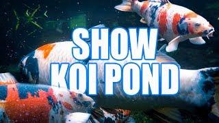 Big, Beautiful Koi!!! : Greg Wittstock, The Pond Guy