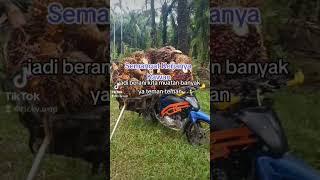 Part 2 Vlog Ojek Sawit Di Kebun Sawit Muatan 500Kg