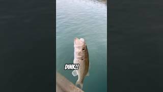 ️No skunk  #bassfishing#fish#fishing#outdoors#bass#trout#troutfishing#shorts#short#ytshorts