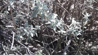 Salvia Artemisia?