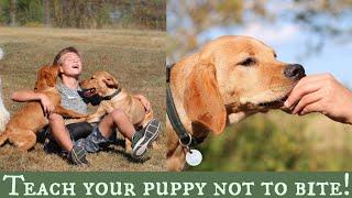 Stop Puppy Biting | Top 3 Training Solutions