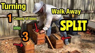 Walk Away SPLIT - TURNING 1 Honey Bee Hive INTO 3!!!