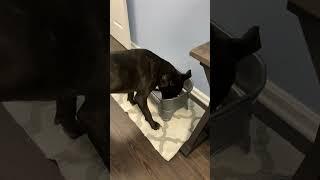 Do you have a messy eater?  This Neater Feeder Is A GAMECHANGER To Keep Your Pet's Eating Area Tidy!