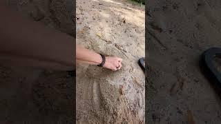 Поиск сокровищ!!! #shortvideo #metaldetecting #поисксметаллоискателем #клад #монеты #золото #shorts￼