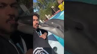 Dolphin gives handler a kiss!