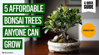 “5 Easy & Affordable Bonsai Trees Anyone Can Grow”