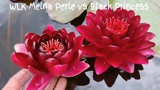 Сравнение нимфеи WLK Melna Perle и нимфеи Black Princess