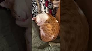 Self-condensing like a pro #cats #catshorts #funnyanimals #indooroutdoorkat