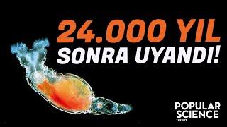 24.000 Yıl Sonra Uyandılar! Karşınızda Bdelloid Rotifier | Popular Science Türkiye