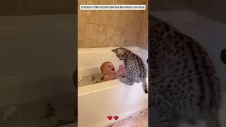 A family adopted a baby bobcat that was abandoned by its mother. #bobcat  #shorts #loveanimals