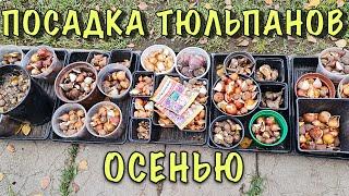 ОБ ЭТОМ НЕ ЗНАЮТ МНОГИЕ! ПОКАЗЫВАЮ как сажать БОЛЬШИЕ и луковицы-детки ТЮЛЬПАНОВ