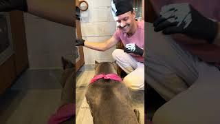 Bolo de Carne Recheado com Berinjela e Queijo de Búfala para meus #americanbully