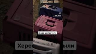 Надеюсь вы не забыли про них. Спасали мы их вместе. #животные #кошки #домашниеживотные #херсон