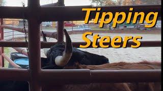 Tipping Steers