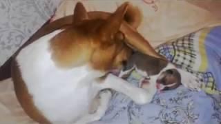 Басенджи Венди стала мамой))))).Ульяновск . Basenji Wendy became a mother