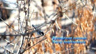 Бухарская синица (Parus bokharensis)