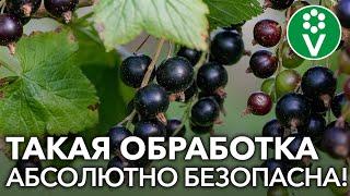 Как и чем обработать смородину от тли и мучнистой росы во время плодоношения?