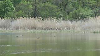 Žernov: rybník Šmatlán (jeřáb popelavý) 1