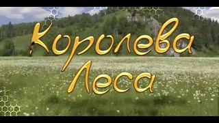 Бурзянская пчела - «Королева леса»