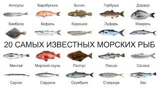 Топ 20 САМЫХ ИЗВЕСТНЫХ МОРСКИХ РЫБ