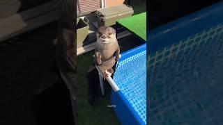 Otter Found His Pool Frozen 