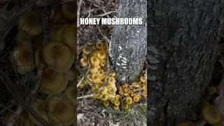 Fall Honey Mushrooms#shorts, #mushrooms, #foraging, #fungi