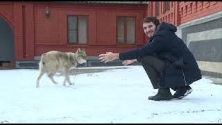 CHECHEN PLAYS WITH WOLF