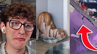 Tiktok's That'll Make You Buy A Dog!! *The Cat Fell*