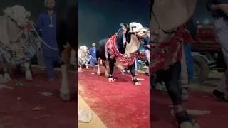 Dalfa Cattle Show At Expo Center Karachi - Season 2025 - Explore With Ahmed #shorts #cowvideos #cow
