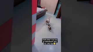 Adult shihtzu dog vs shihtzu puppy  #shihtzu #dog