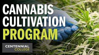 Cannabis Cultivation and Processing Program