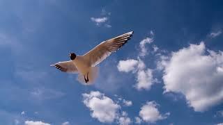 Davis Osborne - On the Wings of Love [Full Album Visualizer]