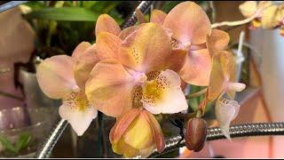 Comments. Additional tips for combatting the tick on orchids from the audience. Few blooming.