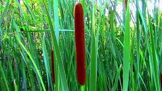 Wild Food Foraging- Cattail- Veggie Pasta