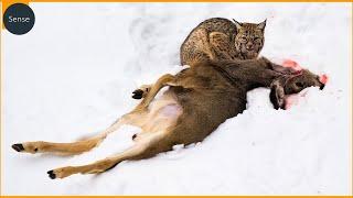 Insane Wild Cat Attacks You Won't Believe Were Caught on Camera | Animal Fighting