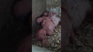 The Grossest Miracle of Life | Baby Budgie just hatching #lovebird #bird #hatching #mothernature