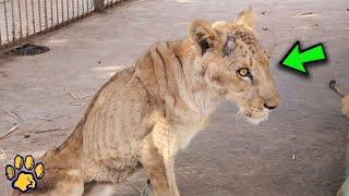 The Dying Lioness Had Already Given Up, but Suddenly She Heard a Voice that Changed Her Life!