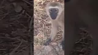 PREGNANT MONKEY LOOKS WORRIED#vervetmonkey #pregnant #monkey #wildlife #shorts