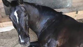 Dressage Legend Salinero Dead, Anky Van Vrunsven Olympic Gold Medal Winning Horse | Salinero Horse