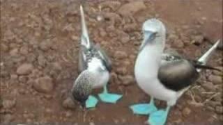 Blue Footed Booby Mating Dance