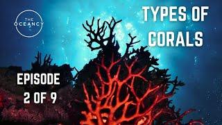 THE OCEANCY LEARNING - EPISODE 2 OF 9 - TYPES OF CORALS